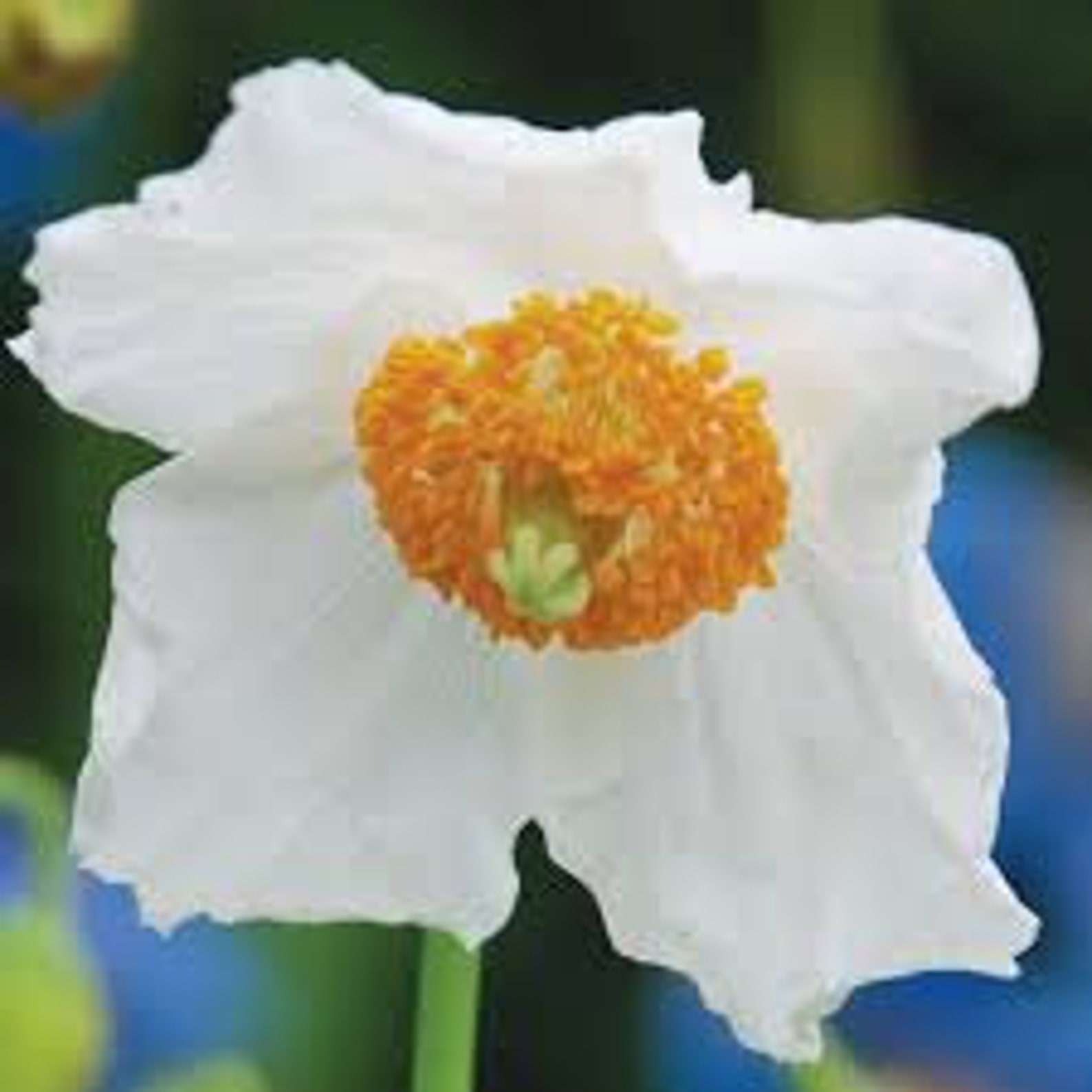 White Himalayan Poppy Seeds 20 Count Etsy