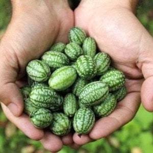 Mexican Sour Gherkin aka Cucamelon seeds 20 count