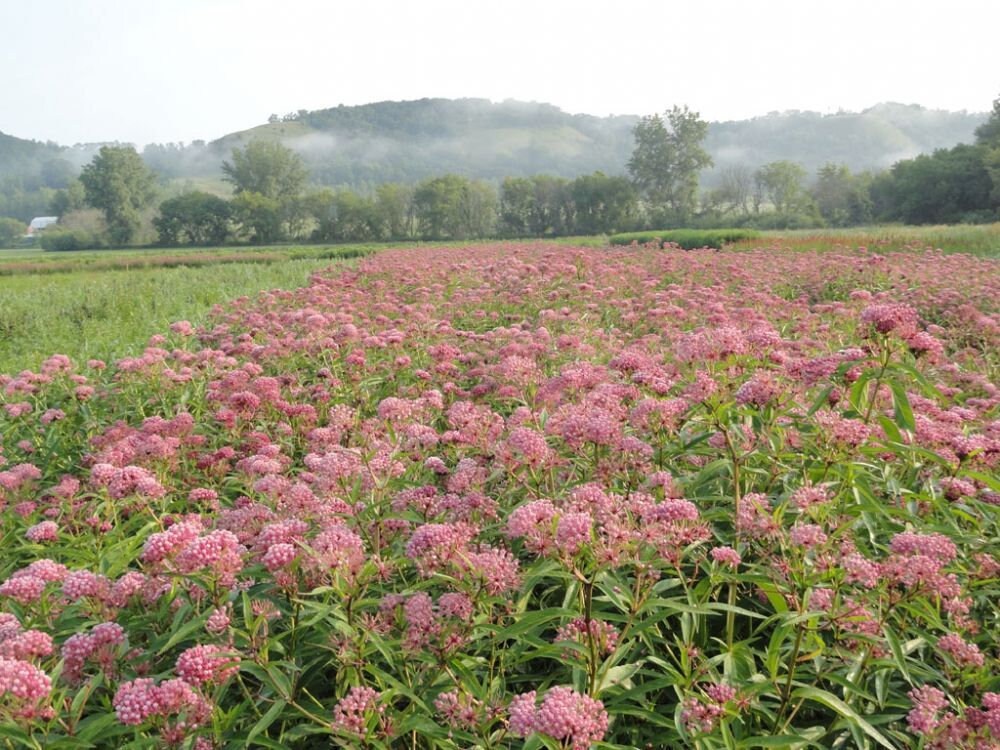 Rose Milkweed Seeds 20 Count Seeds Etsy Canada