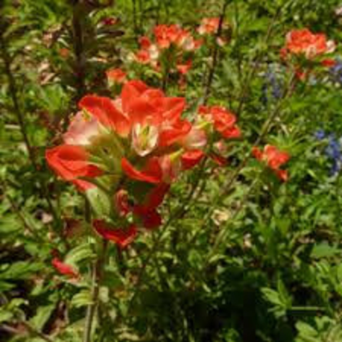 Indian Paintbrush Seeds 20 Count Etsy