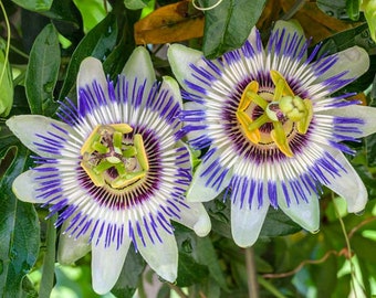 Blue Passionflower Vine Seeds 5 count