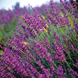 Live Lavender plants — Van Gogh Lavender