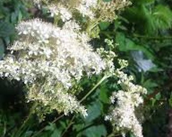 Meadowsweet seeds 20 count