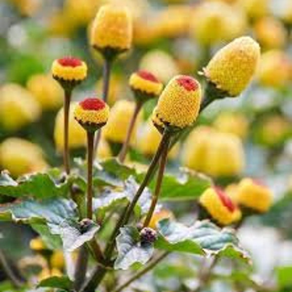 Toothache plant seeds 20 count