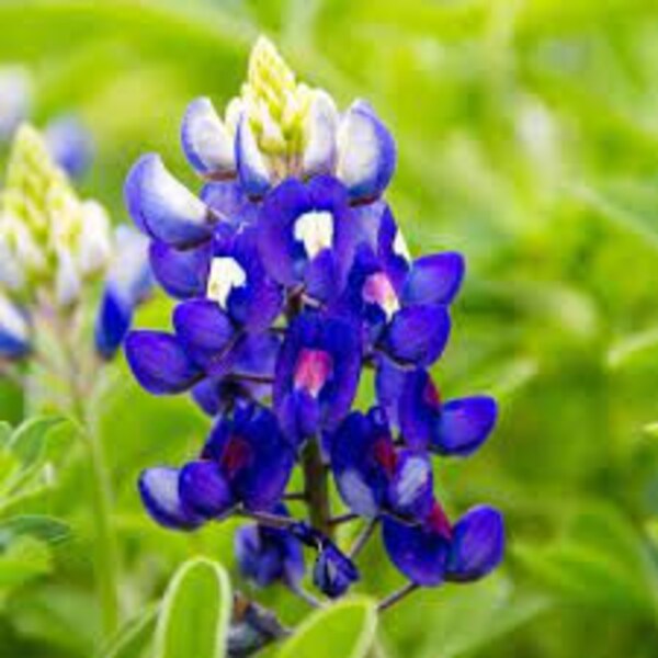 Texas Bluebonnet seeds 20 count