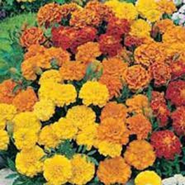 Double Dwarf French Marigold Mix Seeds 20 count