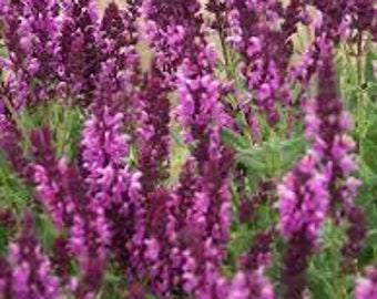 Rose Queen Salvia Seeds 20 count