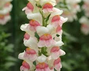 Potomac Apple Blossom Snapdragon Seeds 20 count