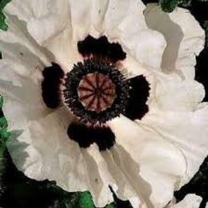 Papaver Checkers Poppy Seeds