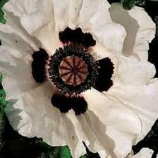Poppy Checkers Papaver - Etsy