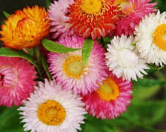 Mixed Strawflower Seeds 20 count