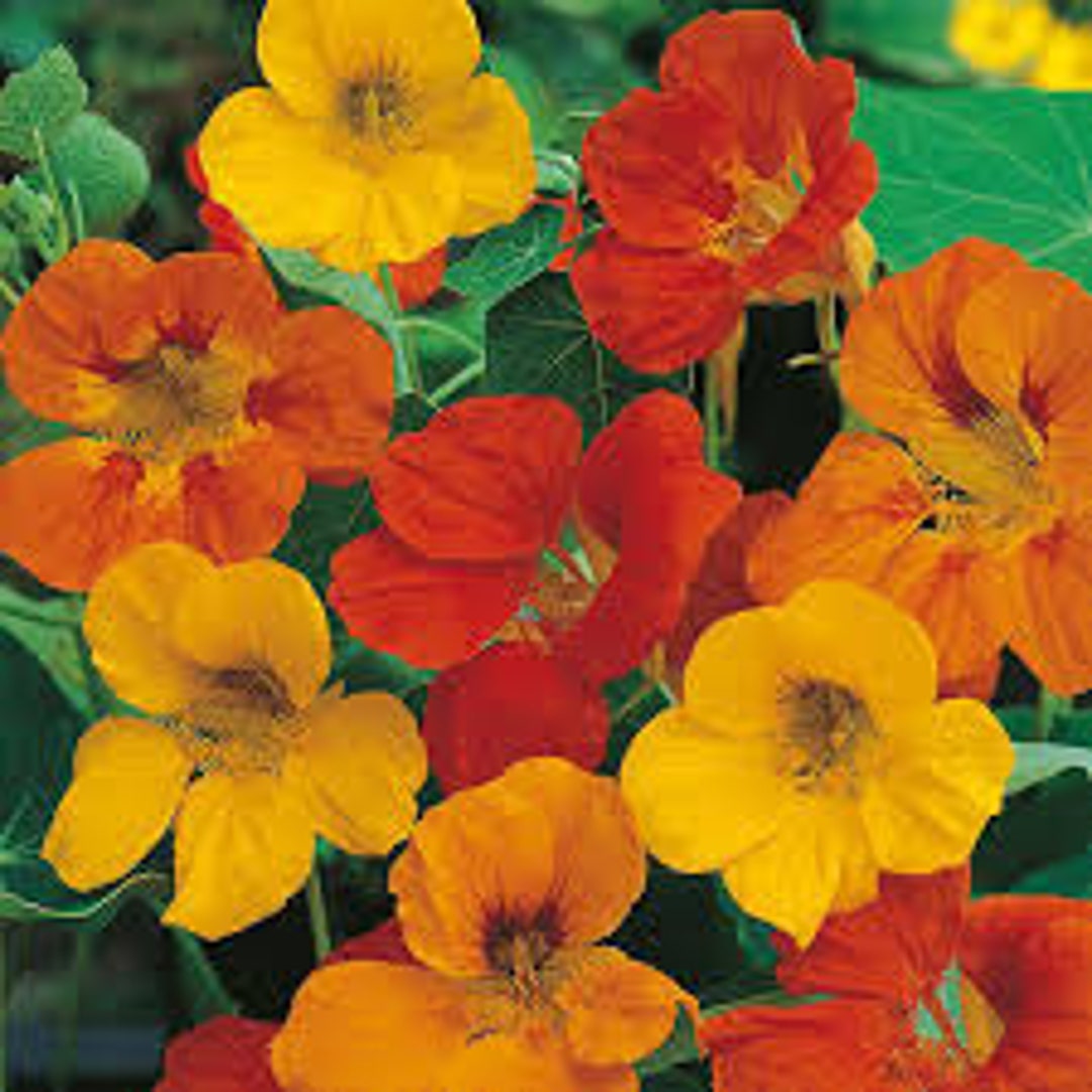 Tom Thumb Nasturtium Seeds 20 Count Etsy