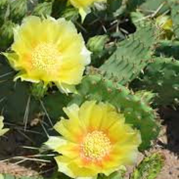 Eastern Prickly Pear Cactus Seeds 8 count