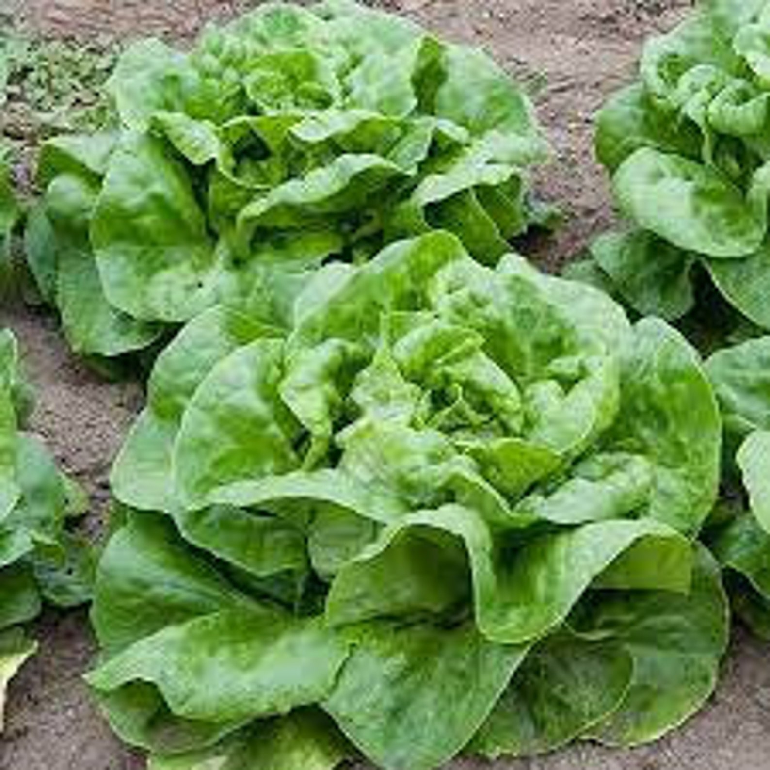 White Boston Butterhead Lettuce Seeds 20 Count Etsy