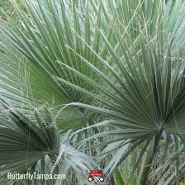 Saw Palmetto seeds 10 count