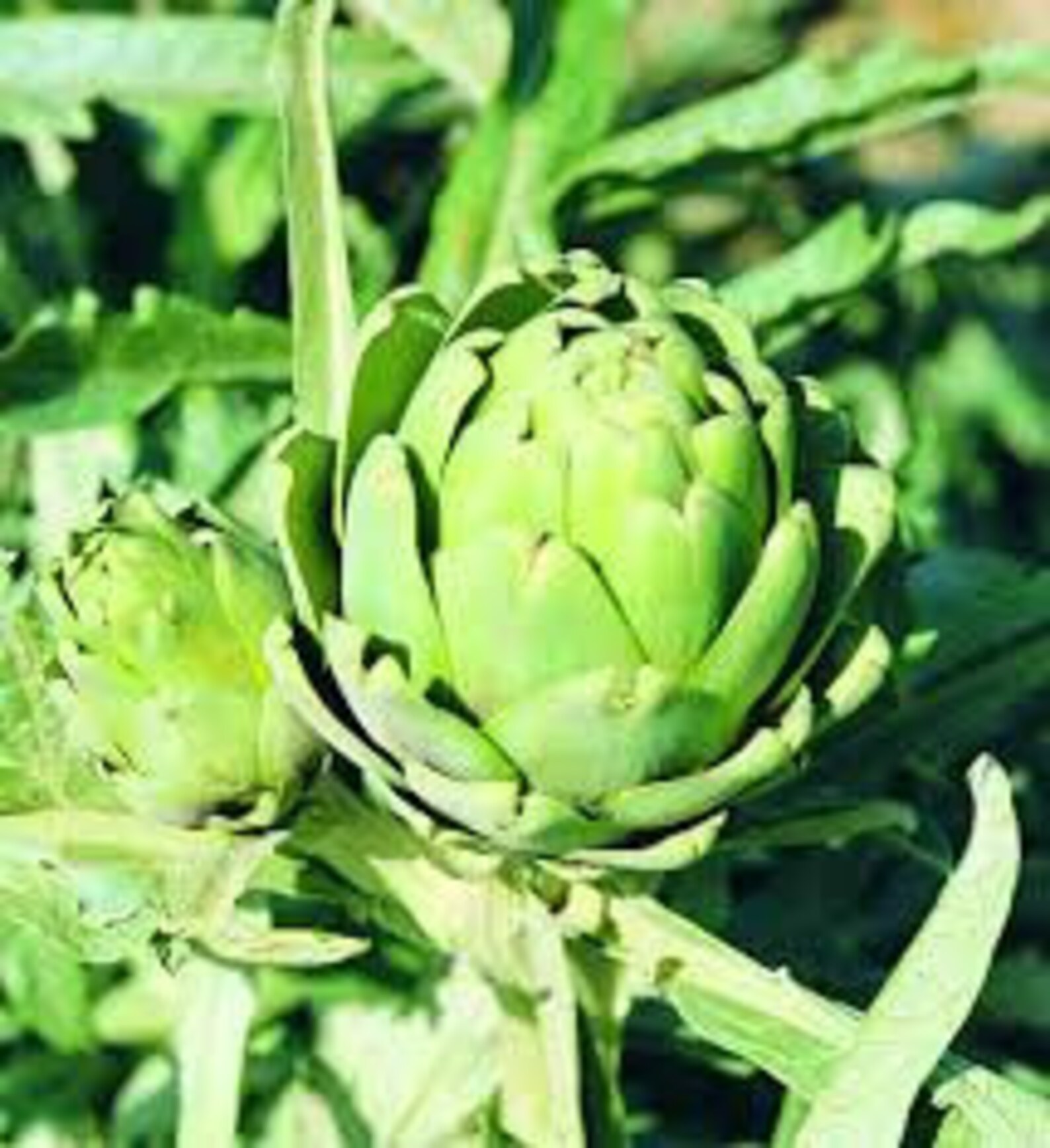 Green Globe Artichoke Seeds 20 count Etsy