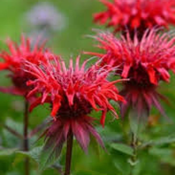 Red Shades Bee Balm semi 20 conteggio