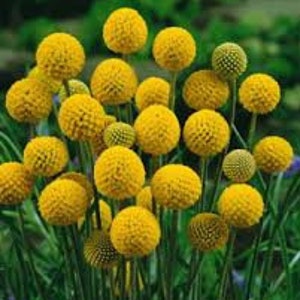 Drumstick Flower seeds 15 count