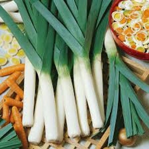 American Flag Leeks Seeds 20 count