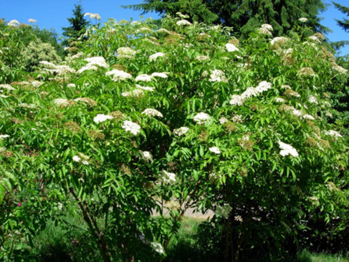 American Elderberry Bush Seeds 15 count Etsy