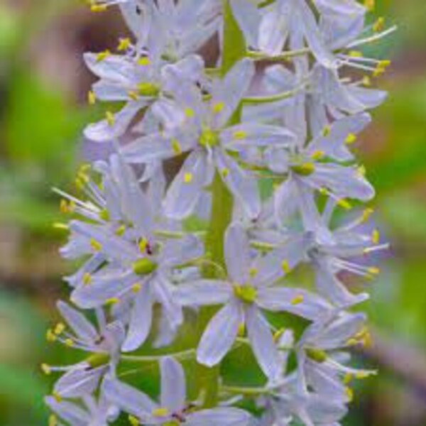 Wild Hyacinth Seeds 20 count