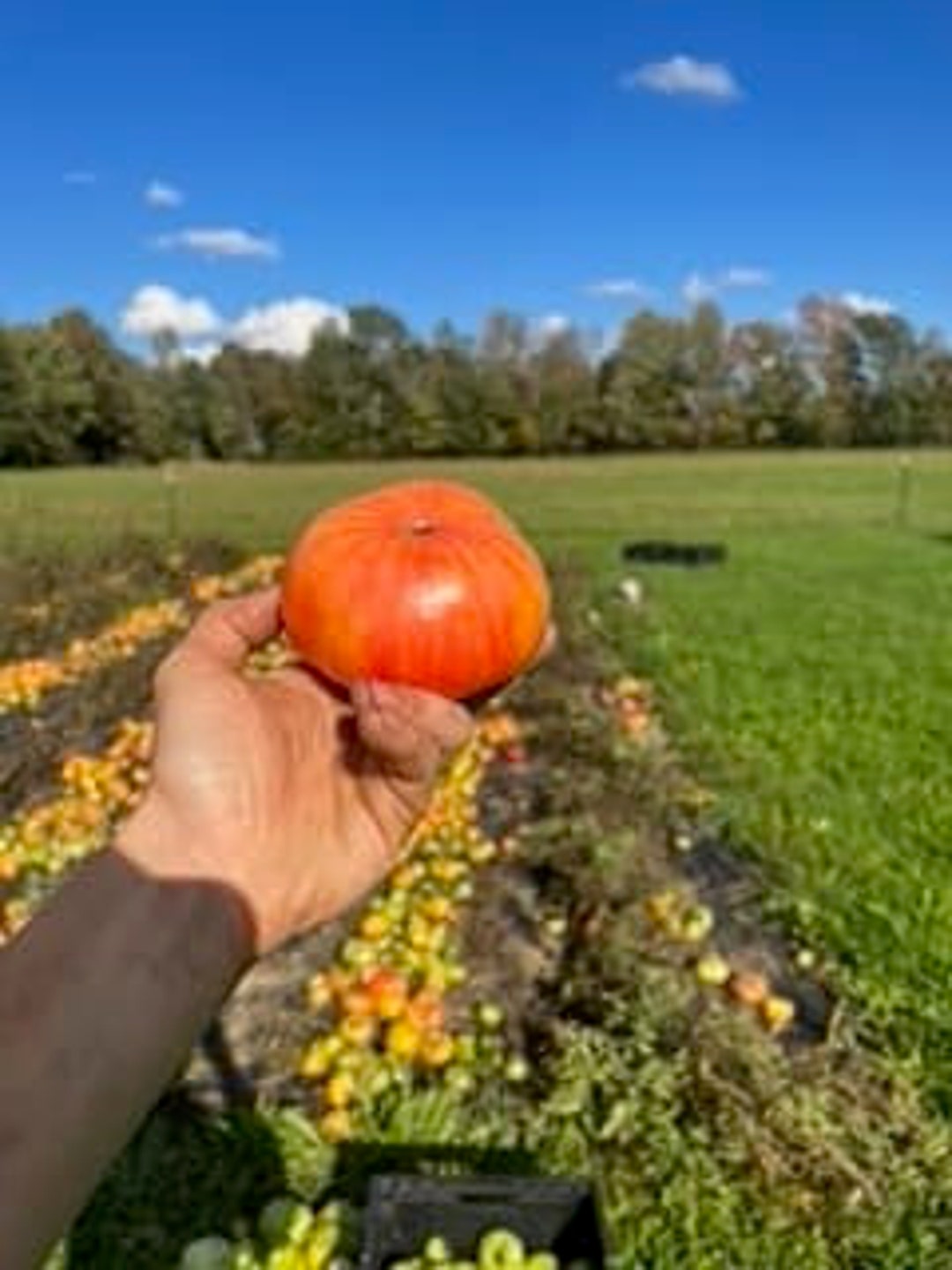 Mountain Spirit Tomato Seeds 15 Count Etsy