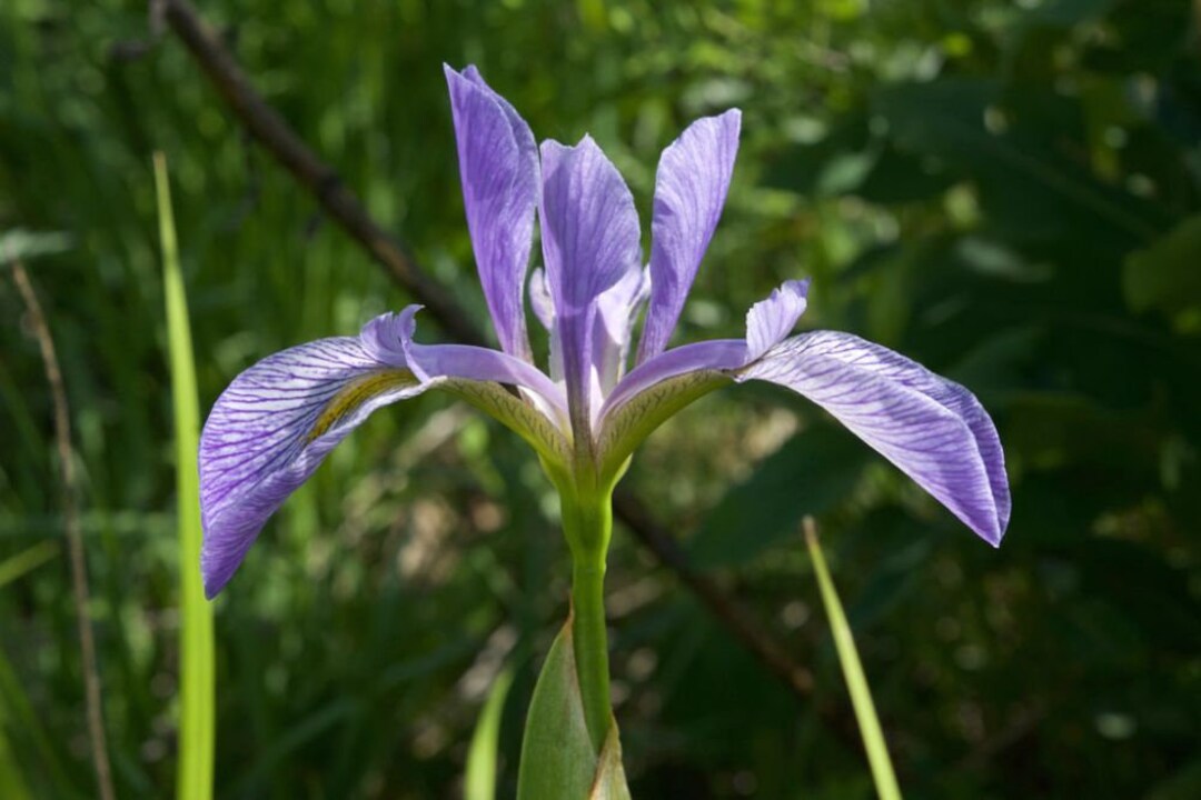 Southern Blue Flag Iris Seeds 20 Count Etsy