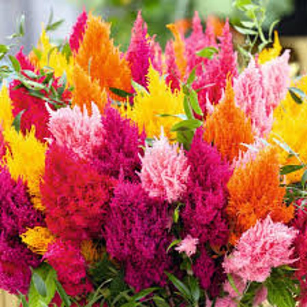 Pampas Plume Celosia seeds 20 count