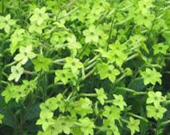 Lime Green Nicotinia seeds 20 count