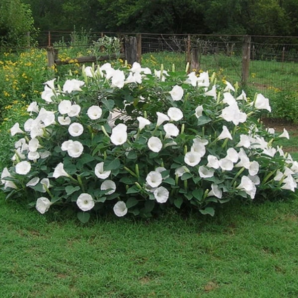 Moon Flower Bush Seeds 8 count