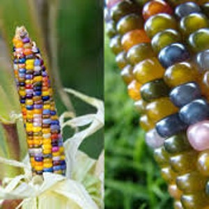 Glass Gem Corn seeds 15 count