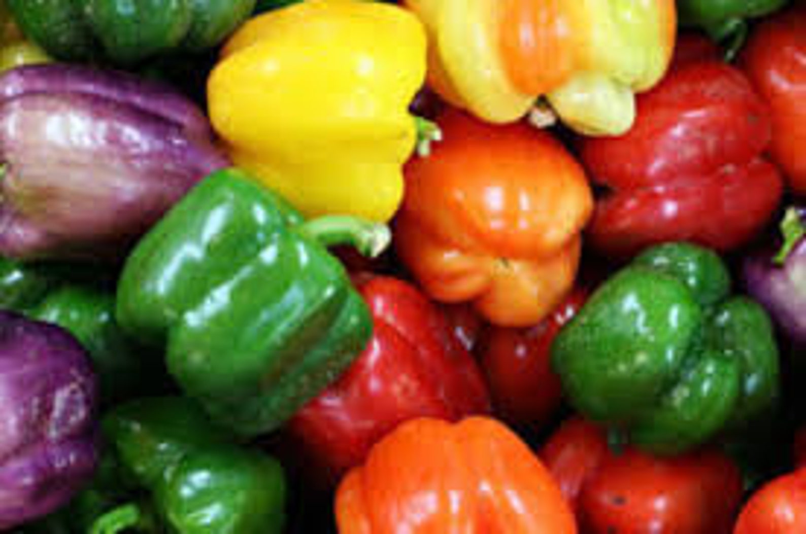 Grand Bell Pepper Mix Seeds 20 Count Etsy