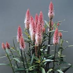 Flamingo Feather Celosia seeds 20 count