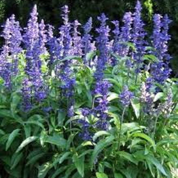 Azure Blue Sage seeds 10 count