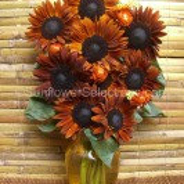 Terracotta Sunflower Seeds 15 count