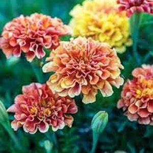 Strawberry blonde marigold seeds 12 count