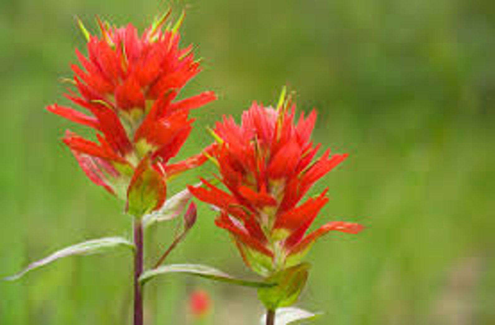 Indian Paintbrush Seeds 20 Count Etsy