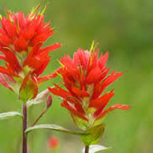Indian Paintbrush Seeds 20 count