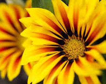 Sunshine Gazania seeds 15 count