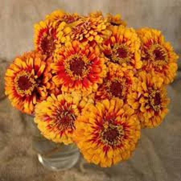 Macarenia Zinnia Seeds 20 count