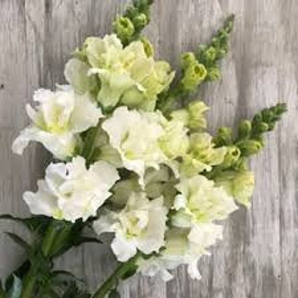 Madame Butterfly Ivory Snapdragon Seeds 20 count