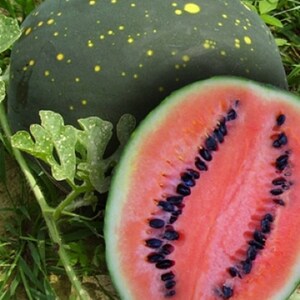 Red Flesh Moon and Stars Watermelon