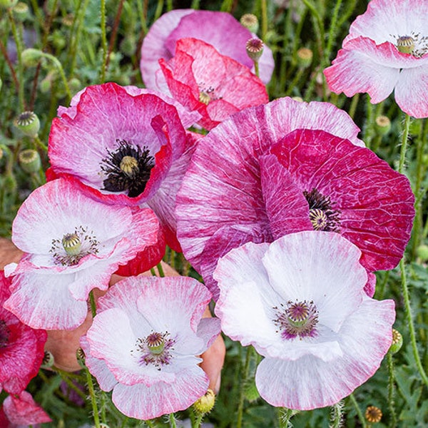 Mother of Pearl Poppy seeds 20 count