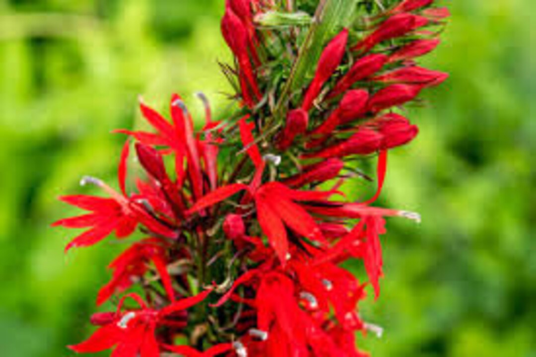 Cardinal Flower Seeds 20 Count Etsy