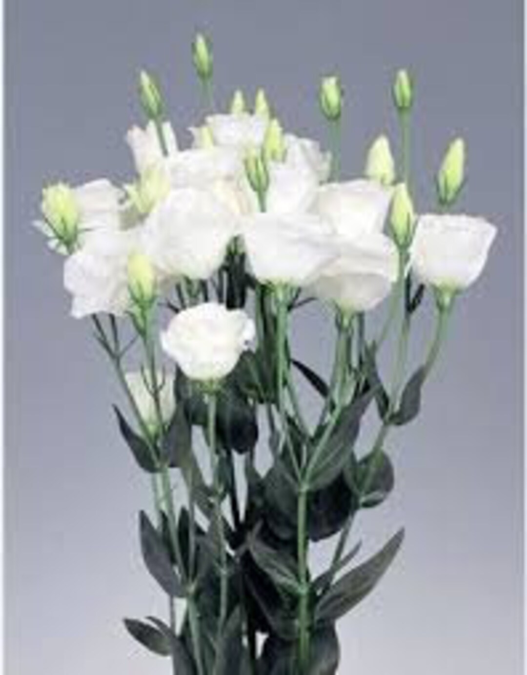 Mariachi Pure White Lisianthus 10 Count Pelleted Seeds Etsy