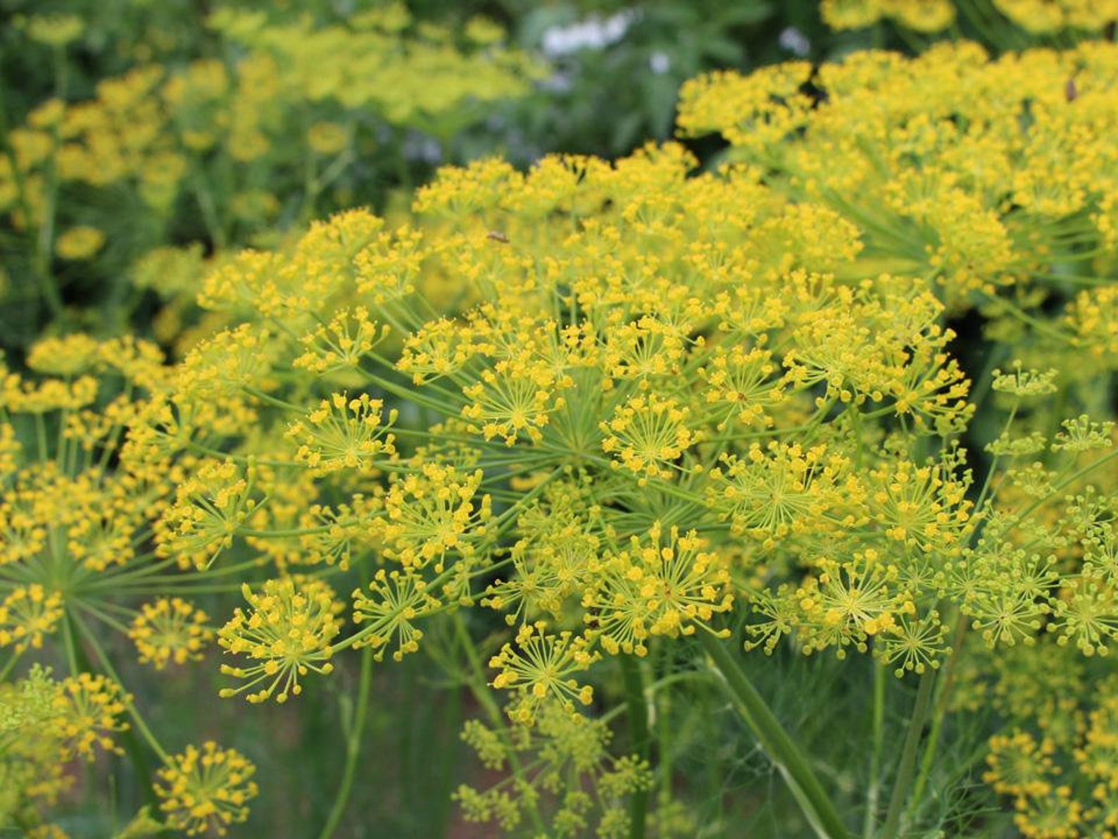 Bouquet Dill Seeds 15 Count Etsy UK
