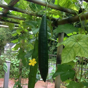 Organic Luffa Seeds