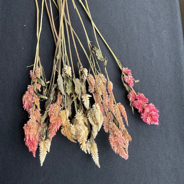 15 Celosia, Mixed pink & cream, 1” - 3 1/2” heads, 12” total length, Dried Celosia