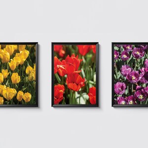 3 Piece Tulip Print, Office Wall Art, Flower Print, Tulip Photograph