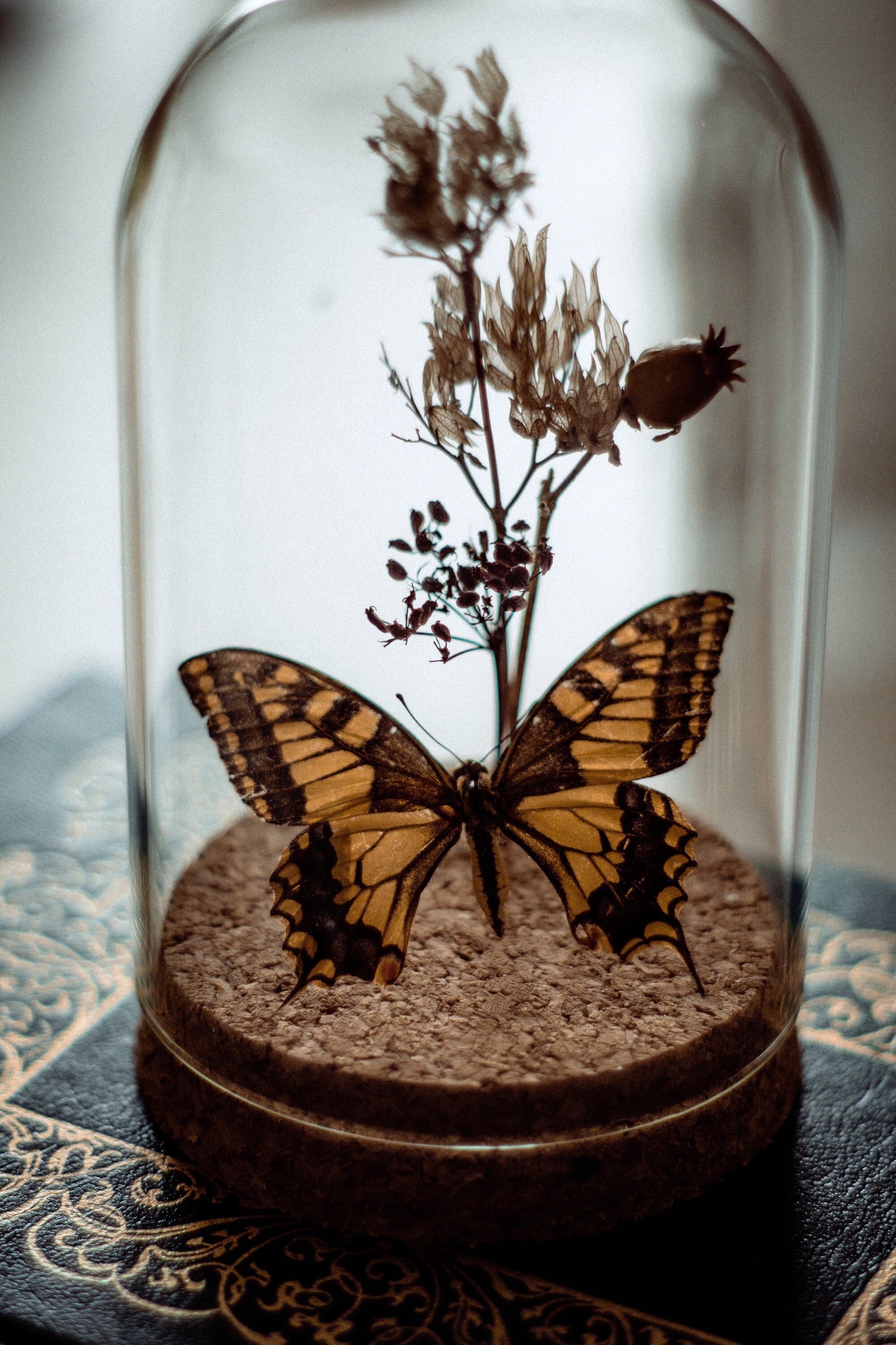 Insecte Naturalisé Cloche Entomologie Papillon Machaon